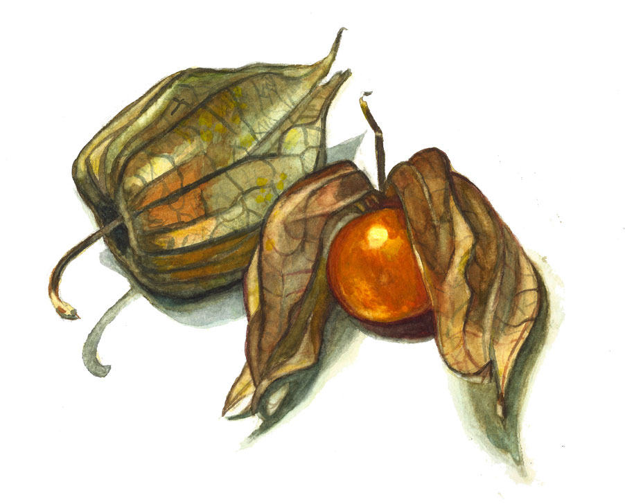 Wasserfarben-Illustration von einer Physalis mit leuchtend orangefarbener Frucht und zwei verwelkten, bräunlich-grünen Lampionhüllen auf weißem Hintergrund.
