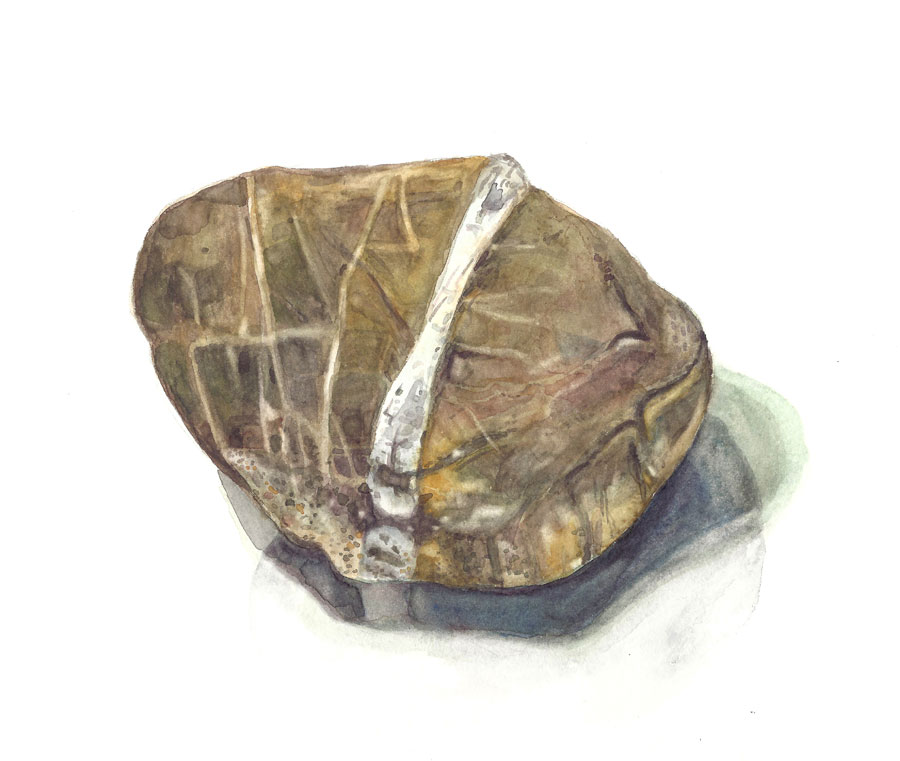 Aquarellzeichnung eines flachen, natürlichen Steins mit hellen und dunklen Brauntönen, durchzogen von einer weißen, diagonalen Linie.