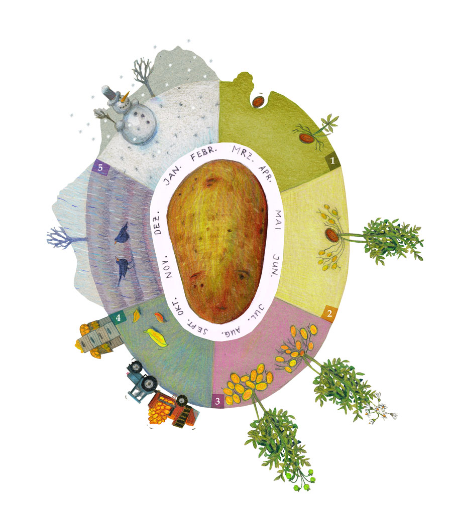 Kreisdiagramm mit Kartoffel im Zentrum, umgeben von Jahreszeiten, Schneemann, Vögeln, Pflanzen und Bauernhofmotiven wie Traktor und Erntekisten.